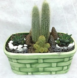 Seramik i�erisinde 5 kakt�sl� terrarium  Ankara Eryaman yurti�i ve yurtd��� �i�ek sipari�i 