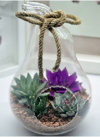 Orta boy armut 3 kakt�s terrarium  Eryaman �i�ek�i  �i�ek , �i�ek�i , �i�ek�ilik 
