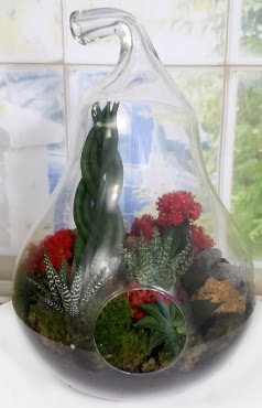 5 adet kakt�s orta boy armut terrarium  Eryaman �i�ek�i telefonlar� eryaman �i�ek 