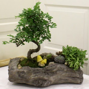 A�a� k�t�k i�erisinde Bonsai ve Kakt�s  Eryaman �i�ek�i  �i�ek , �i�ek�i , �i�ek�ilik 