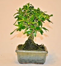 Zelco bonsai saks bitkisi  Eryaman ankaradaki internetten iek siparii 