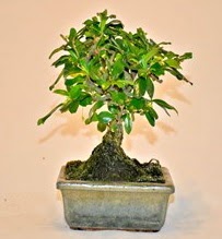 Zelco bonsai saks� bitkisi  Eryaman ankaradaki internetten �i�ek sipari�i 