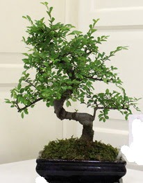 Bonsai saks� �i�e�i  Eryaman �i�ek�iler �i�ek online �i�ek sipari�i 