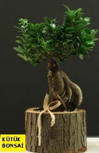 K�t�k i�erisinde Bonsai japon a�ac�  Eryaman Ankara ucuz �i�ek g�nder 