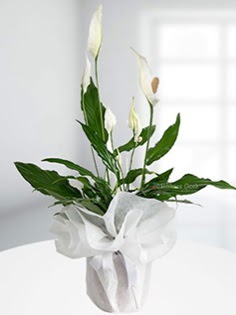 Spathiphyllum �i�e�i Bar�� �i�e�i  �i�ek yolla Eryaman 14 �ubat sevgililer g�n� �i�ek  