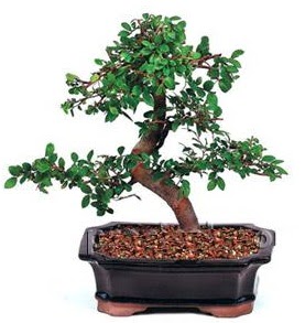 �thal bonsai japon a�ac�  Eryaman �i�ek�i telefonlar� eryaman �i�ek 