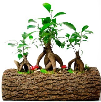 Do�al k�t�k i�inde 3 Bonsai Japon a�ac�  Eryaman �i�ek�i  �i�ek , �i�ek�i , �i�ek�ilik 