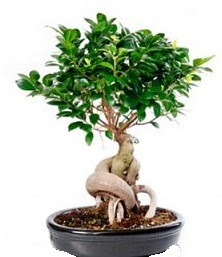 Bonsai japon a�ac� seramik i�inde  Eryaman �i�ek sipari�i hediye �i�ek yolla 