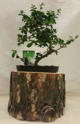 Do�al k�t�k i�inde bonsai japon a�ac�  Eryaman �i�ek yolla , �i�ek g�nder , �i�ek�i  
