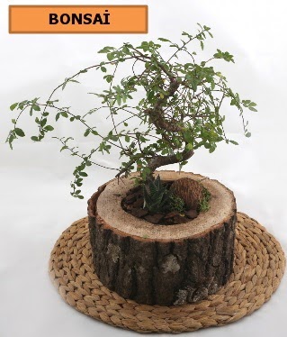 Doal aa ktk ierisinde bonsai bitkisi  Ankara Eryaman yurtii ve yurtd iek siparii 