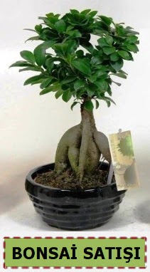 Bonsai japon a�ac� ginseng bonsai  Eryaman �i�ek�i ankaraya �i�ek yolla �i�ek�iler 