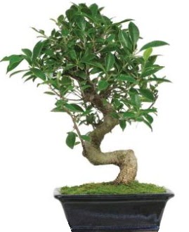 Bonsai saks� bitkisi japon a�ac�  ankara �i�ek�i Eryaman �i�ek�i ma�azas� 