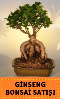 Ginseng bonsai sat��� japon a�ac�  Eryaman �i�ek g�nder �i�ek servisi , �i�ek�i adresleri 