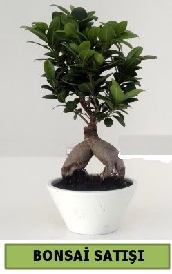 Bonsai japon a�ac� sat���  Eryaman ankaradaki internetten �i�ek sipari�i 