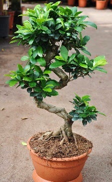 Orta boy bonsai saks bitkisi  Eryaman Ankara ucuz iek gnder 