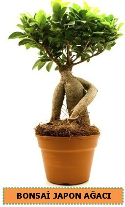 Bonsai japon a�ac� sat���  Eryaman ankaradaki internetten �i�ek sipari�i 