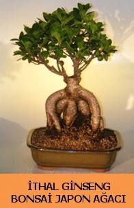 thal japon aac ginseng bonsai sat  Eryaman iek yolla , iek gnder , ieki  