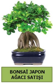 Bonsai japon a�ac� sat���  Eryaman �i�ek g�nderme sitemiz g�venlidir 