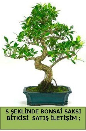 �thal S �eklinde dal e�rili�i bonsai sat���  Eryamandaki �i�ek�iler kaliteli taze ve ucuz �i�ekler 