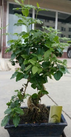 Bonsai japon a�ac� saks� bitkisi  ankara �i�ek�i Eryaman �i�ek�i ma�azas� 