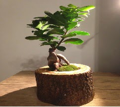 Do�al k�t�kte Bonsai japon a�ac� sat���  Eryaman �i�ek�i  �i�ek , �i�ek�i , �i�ek�ilik 
