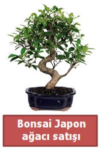 Japon aac bonsai sat  Eryaman ieki telefonlar eryaman iek 