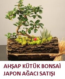 Ah�ap k�t�k i�erisinde bonsai ve 3 kakt�s  Ankara Eryaman �i�ek sat��� �i�ek sipari�i 