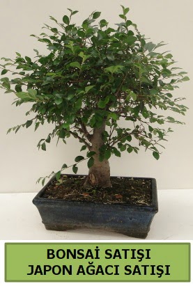 Minyatr bonsai japon aac sat  Ankara Eryaman yurtii ve yurtd iek siparii 