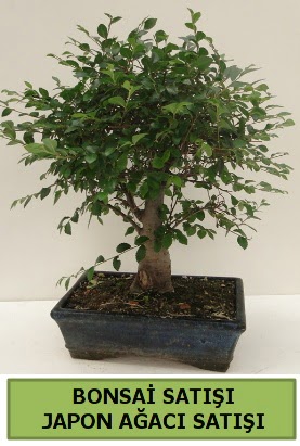 Minyat�r bonsai japon a�ac� sat���  Ankara Eryaman yurti�i ve yurtd��� �i�ek sipari�i 