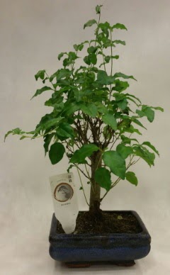 Minyatr bonsai japon aac sat  Eryaman iek gvenli kaliteli hzl iek 