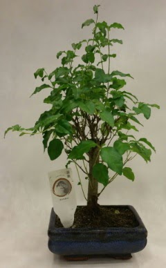 Minyat�r bonsai japon a�ac� sat���  Eryaman �i�ek g�venli kaliteli h�zl� �i�ek 