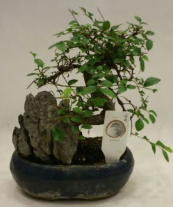 �thal 1.ci kalite bonsai japon a�ac�  Eryaman �i�ek g�nderme sitemiz g�venlidir 