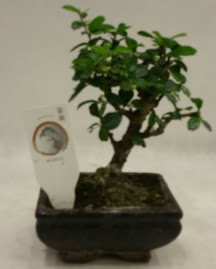 Kk minyatr bonsai japon aac  Eryamandaki iekiler kaliteli taze ve ucuz iekler 