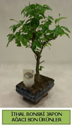 �thal bonsai japon a�ac� bitkisi  �i�ek sipari�i Eryaman uluslararas� �i�ek g�nderme 