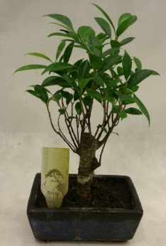 Japon aac bonsai bitkisi sat  Eryaman iek gvenli kaliteli hzl iek 