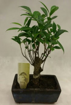Japon a�ac� bonsai bitkisi sat���  Eryaman �i�ek g�venli kaliteli h�zl� �i�ek 