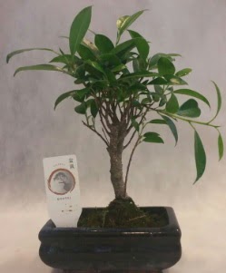 Bonsai japon a�ac� bitkisi sat���  Ankara Eryaman yurti�i ve yurtd��� �i�ek sipari�i 