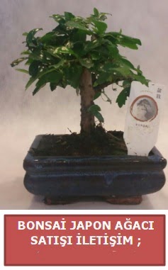 Japon aac minyar bonsai sat  Eryaman iek gnderme sitemiz gvenlidir 