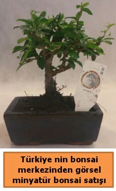 Japon aac bonsai sat ithal grsel  Eryaman online ieki , iek siparii 