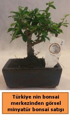 Japon a�ac� bonsai sat��� ithal g�rsel  Eryaman online �i�ek�i , �i�ek sipari�i 