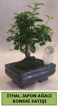 thal japon aac bonsai bitkisi sat  Eryaman iek gvenli kaliteli hzl iek 