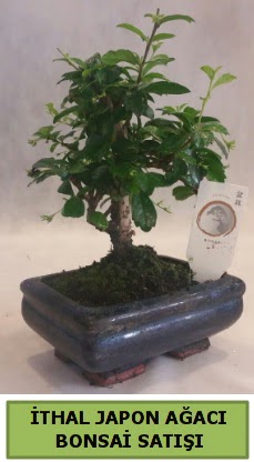 �thal japon a�ac� bonsai bitkisi sat���  Eryaman �i�ek g�venli kaliteli h�zl� �i�ek 