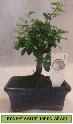 Minyatr bonsai aac sat  Eryamandaki iekiler kaliteli taze ve ucuz iekler 