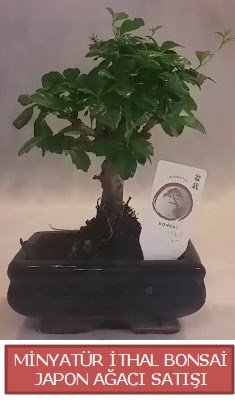 K���k g�rsel bonsai japon a�ac� bitkisi  Eryaman �nternetten �i�ek sipari�i 