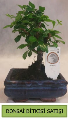 Bonsai ithal g�rsel minyat�r japon a�ac�  Ankara Eryaman �i�ek yolla 