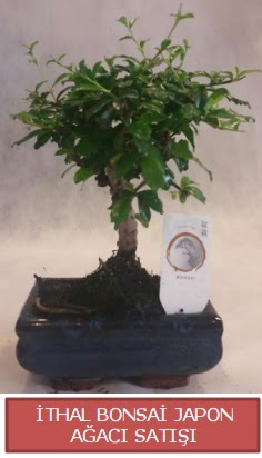 �thal k���k boy minyat�r bonsai a�a� bitkisi  Eryaman �i�ek g�venli kaliteli h�zl� �i�ek 