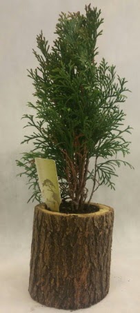 SINIRLI STOK Selvi Bonsai Do�al k�t�kte  Eryaman �i�ek yolla , �i�ek g�nder , �i�ek�i  