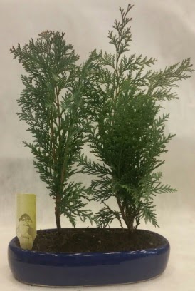 SINIRLI SAYIDA Selvi A�ac� bonsai ikili  Eryaman �i�ek g�venli kaliteli h�zl� �i�ek 