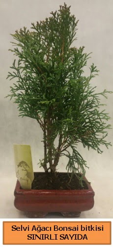 Selvi aac bonsai japon aac bitkisi  Eryaman iek gnderme sitemiz gvenlidir 
