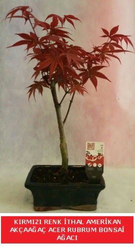 �THAL ACER RUBRUM BONSA� A�ACI  Ankara Eryaman yurti�i ve yurtd��� �i�ek sipari�i 